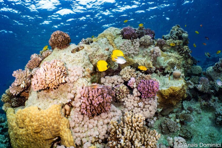 Coral reef with yellow butterflyfish in the Red Sea