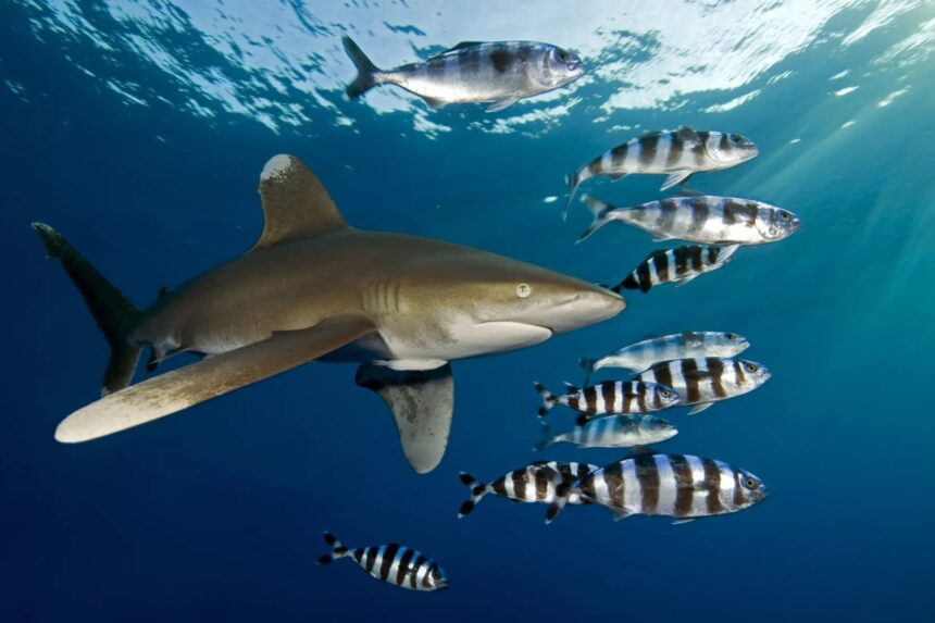 Oceanic whitetip shark swimming past a school of fish