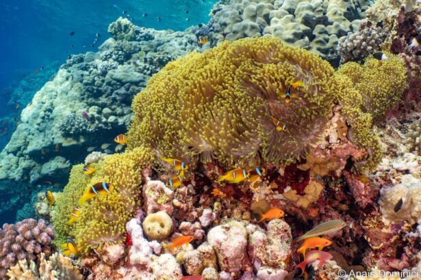 Anemone and reef fish spread across a coral garden near the Titan liveaboard's dive sites