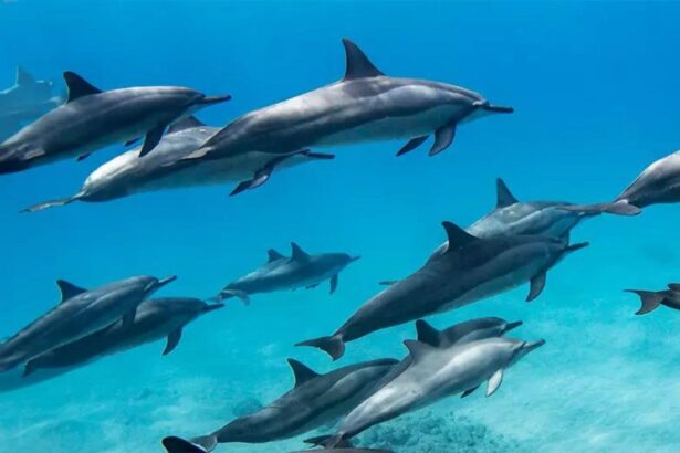 Pod of spinner dolphins swimming together underwater