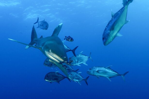 Grey reef shark swimming with a school of jacks in blue water