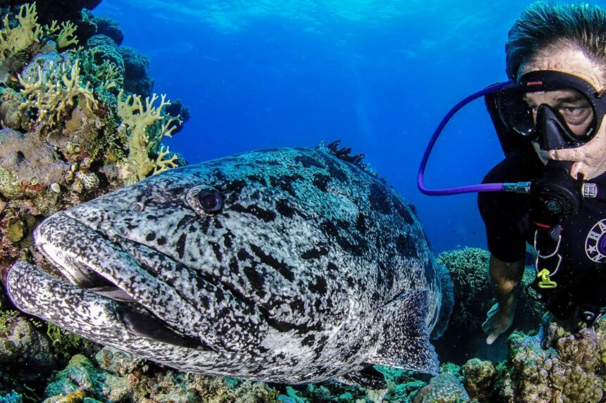 Diver photographing a giant grouper on a coral reef