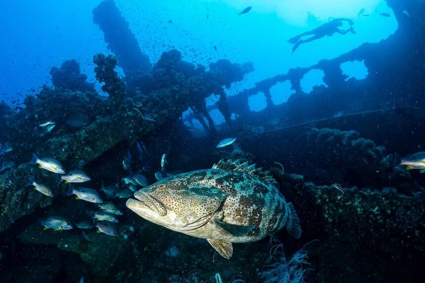 Diver approaching a shipwreck with a grouper resting among the debris