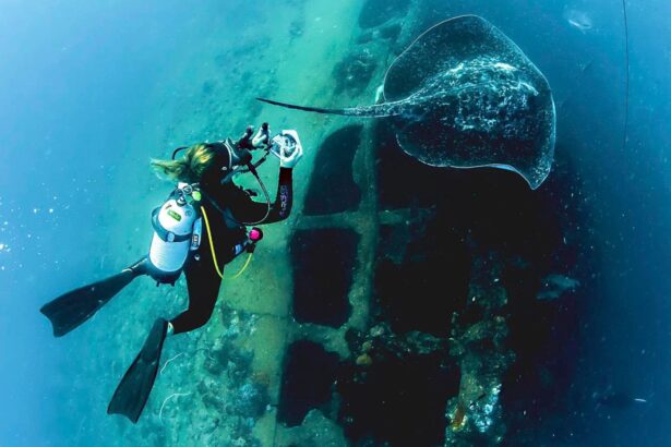 Diver photographing a spotted eagle ray gliding over the wreck of the SS Yongala