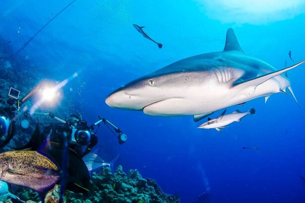 Diver alongside a grey reef shark with a smaller fish swimming beneath it