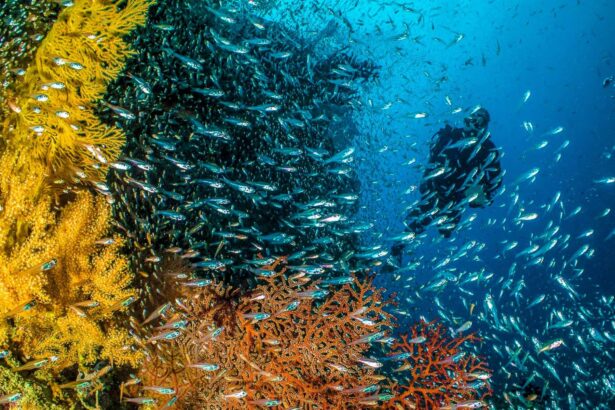 Diver silhouetted against a dense school of baitfish among yellow and orange soft corals