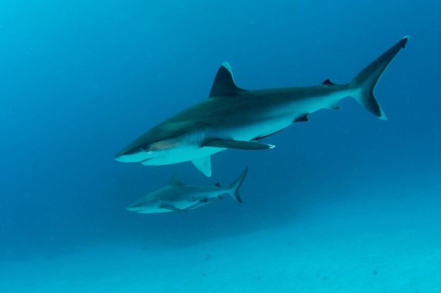 Two grey reef sharks cruising over sandy seabed near the SV Rum Runner dive sites