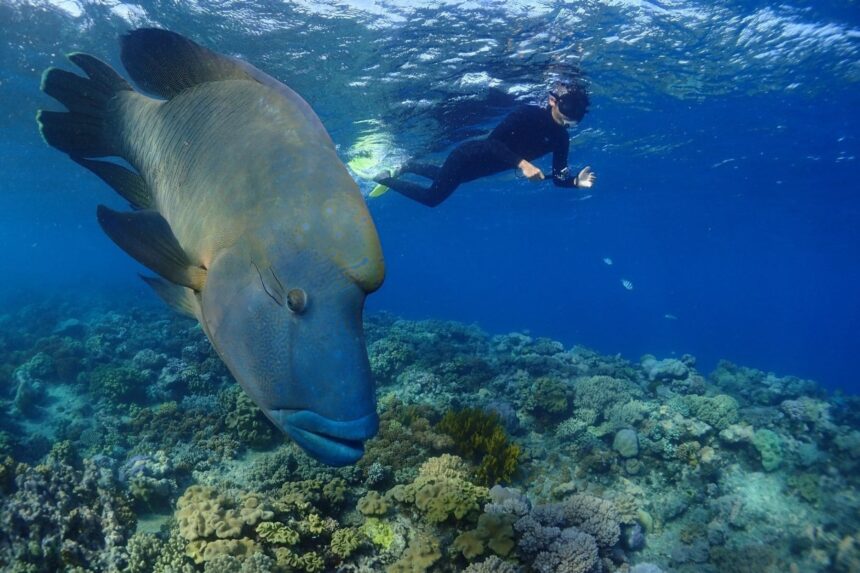 Large Napoleon wrasse cruising a shallow coral bommie while a snorkeler swims overhead