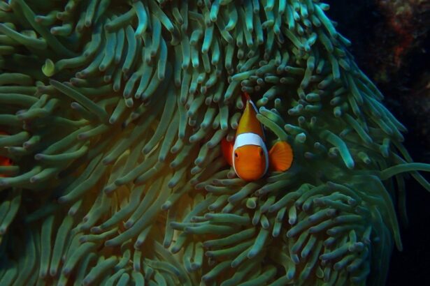 Clownfish peeking out from the tentacles of a green anemone