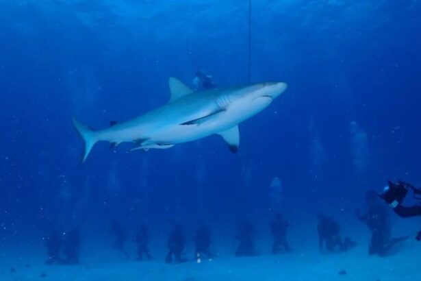 Grey reef shark swimming through a school of black and white striped sergeant major fish