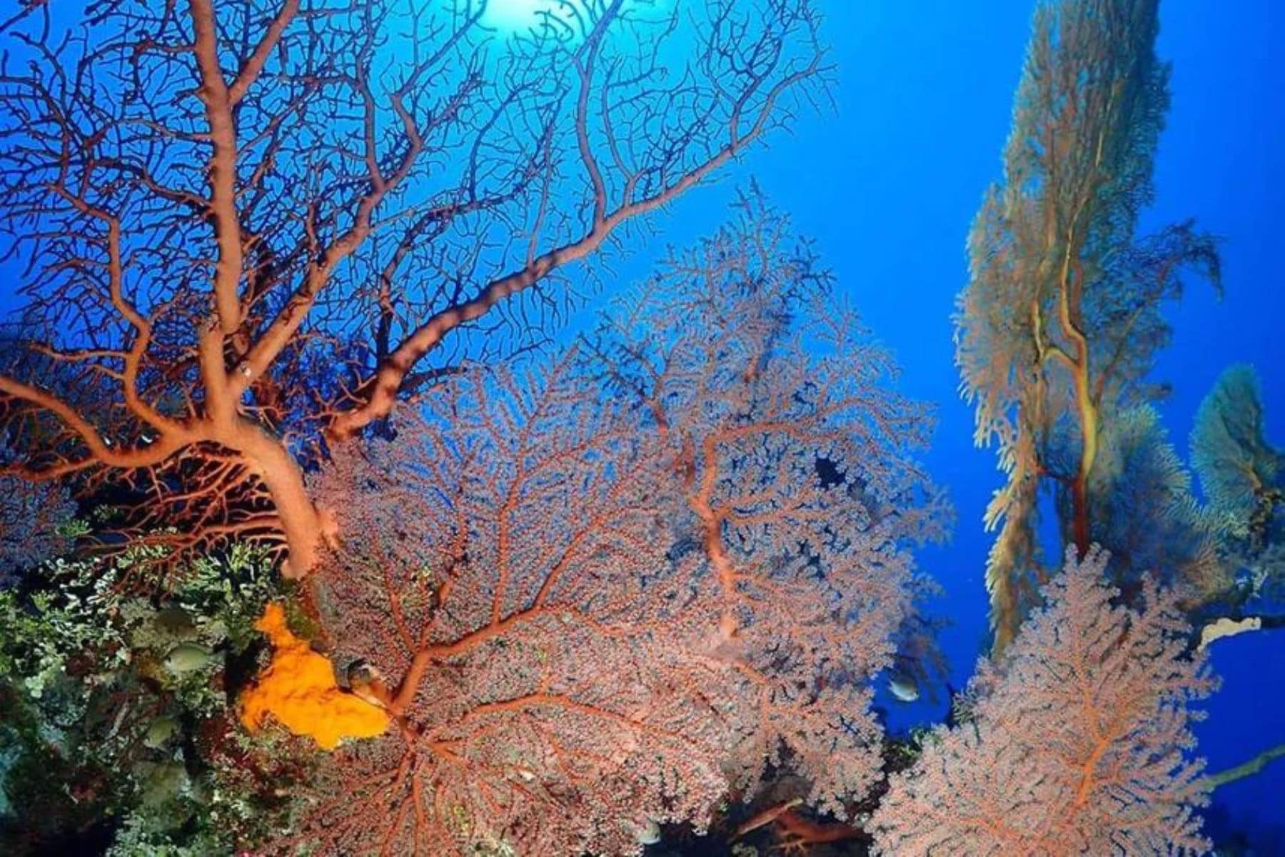 Colorful sea fans and soft corals spreading across a reef wall
