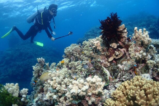 Diver with a camera exploring a coral reef bustling with reef fish and clams