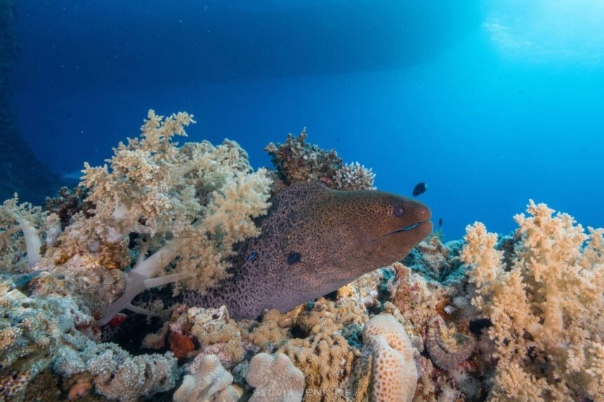 Scorpionfish with mouth wide open resting on the reef