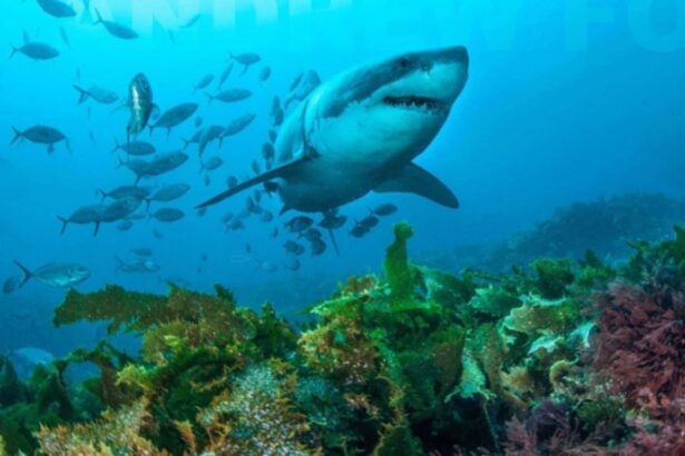 A great white shark swims over a kelp-covered reef near the Neptune Islands