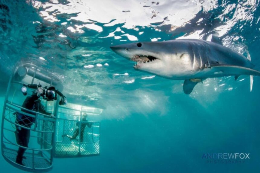 A great white shark approaches divers inside a cage during a Rodney Fox expedition