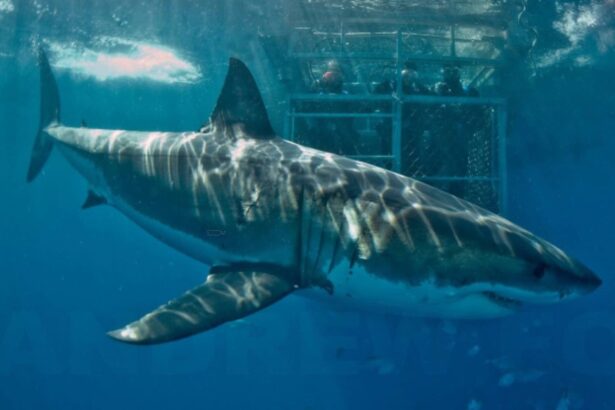 A great white shark swims close beside a submerged dive cage with divers watching