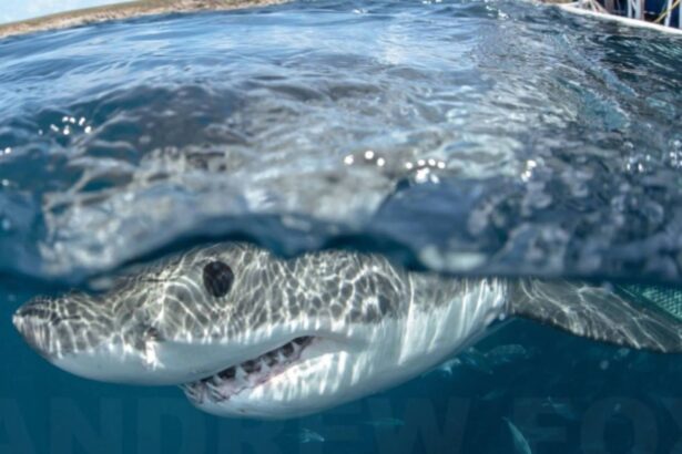 A great white shark's head breaks the surface beside a cage diving platform