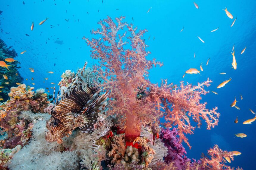 A banded coral shrimp with long antennae perched on the sandy seabed