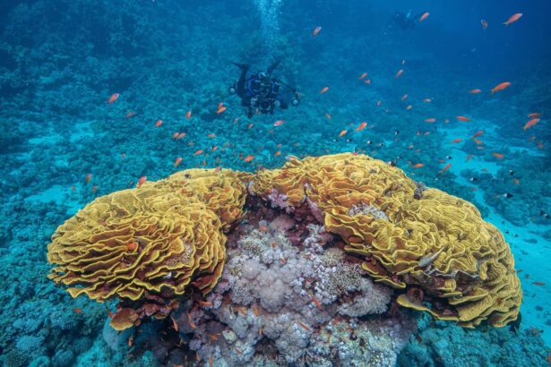 A dense school of small fish swirls over a coral-covered reef structure