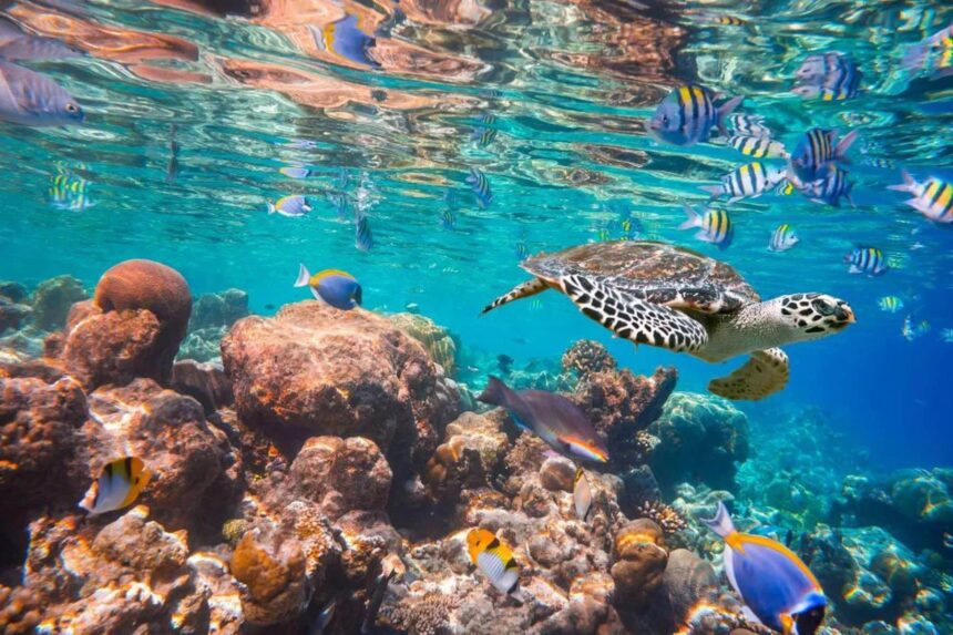 Hawksbill turtle gliding over a shallow Maldives coral reef surrounded by sergeant major fish and butterflyfish