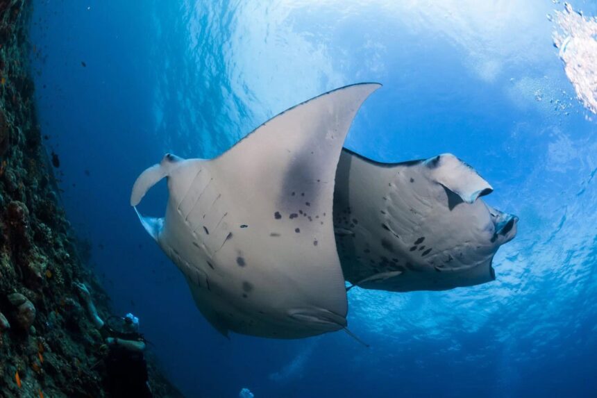 Oceanic manta ray gliding past a reef wall with a diver watching nearby