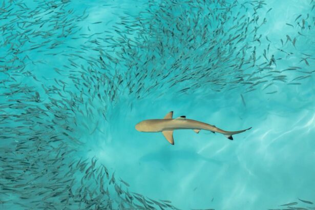 Whitetip reef shark circling through a swirling school of baitfish