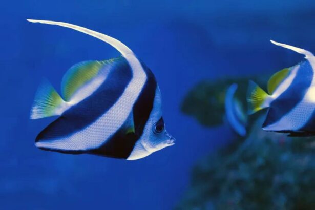 Pair of longfin bannerfish swimming close together over the reef
