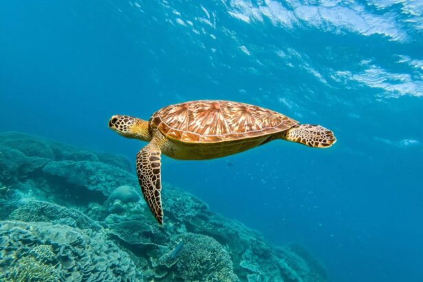 Green sea turtle gliding over a coral reef