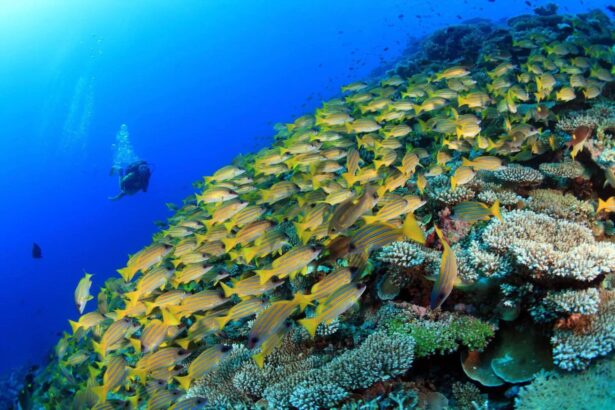 Diver exploring a coral reef crowded with a dense school of snapper