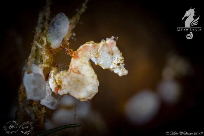 Pygmy seahorse camouflaged on the branch of a sea fan