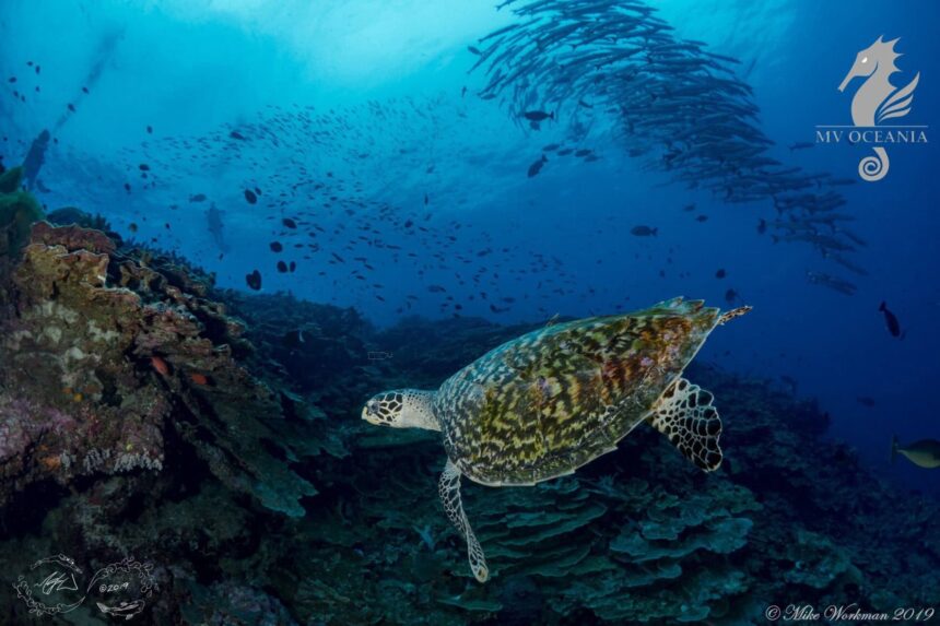 Hawksbill turtle swimming past a reef with a school of fish overhead on MV Oceania