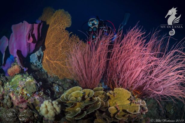 Diver among soft corals and sea fans on an MV Oceania dive site