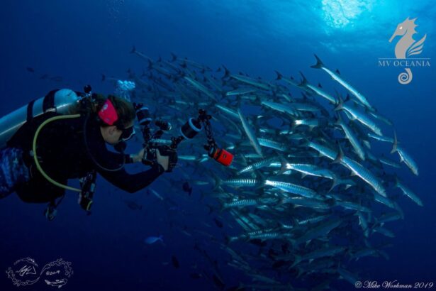 Underwater photographer shooting a dense school of barracuda near MV Oceania