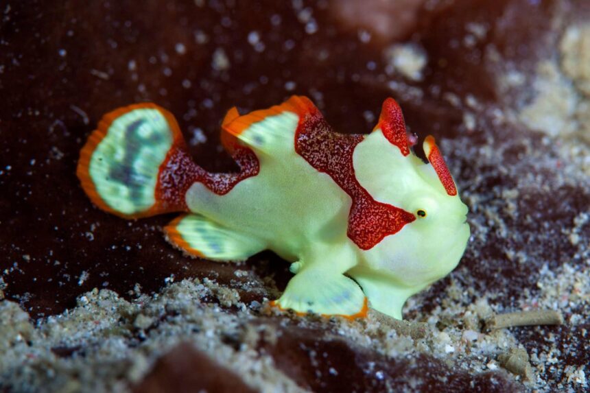 Clown frogfish camouflaged among coral rubble