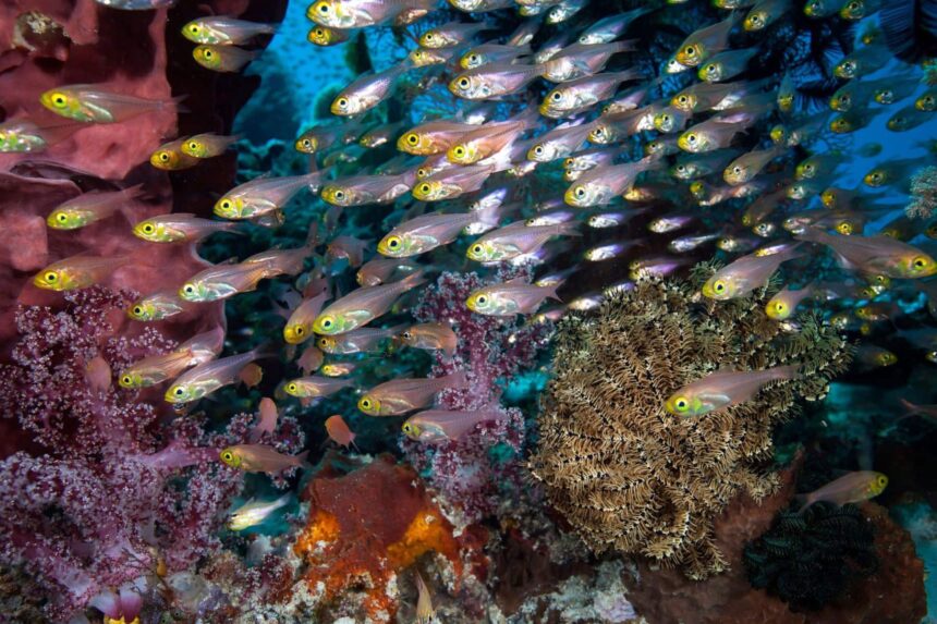 Dense school of glassy sweeper fish over a colorful reef