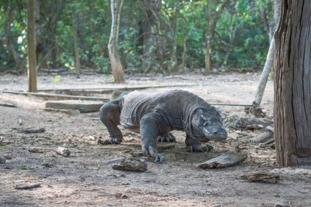 Komodo dragon walking through forest undergrowth on Komodo Island