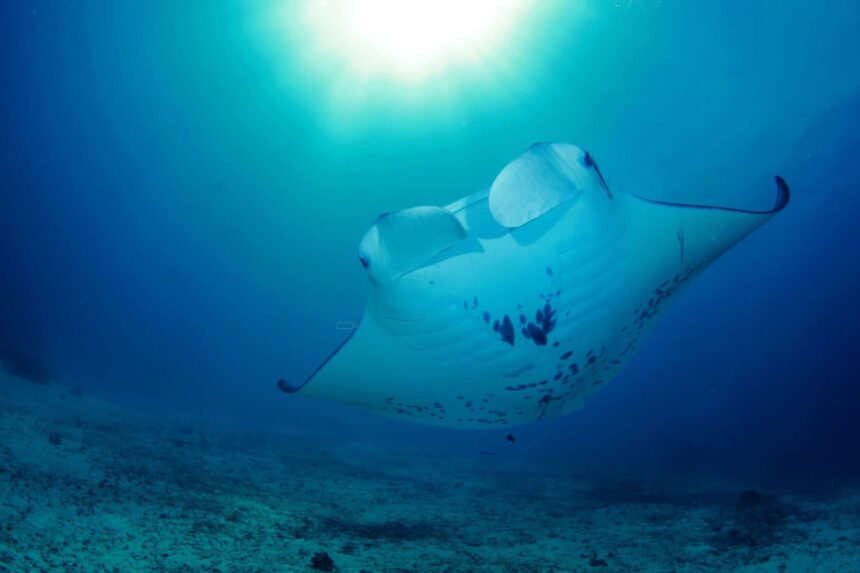 Manta ray gliding past a reef on an Indo Master dive