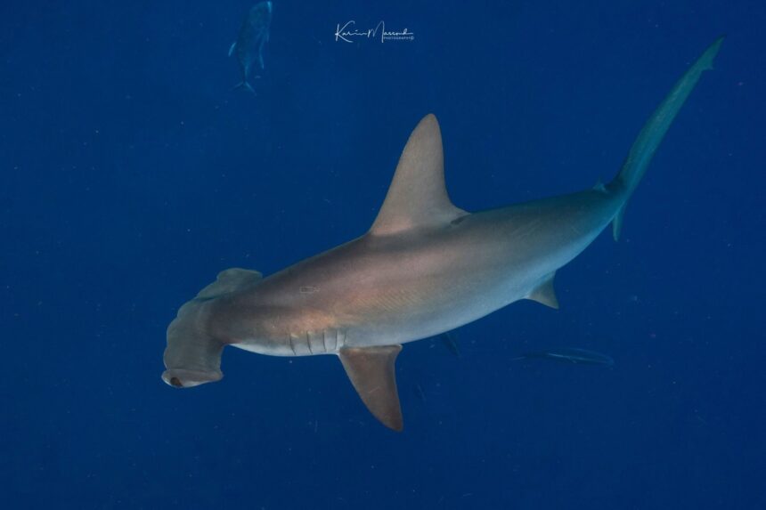 A hammerhead shark cruising through open blue water