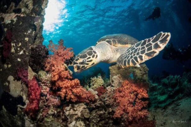 A hawksbill turtle feeding on soft coral near a shipwreck