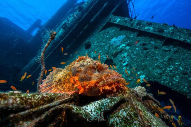 A scorpionfish camouflaged on a shipwreck surrounded by small fish