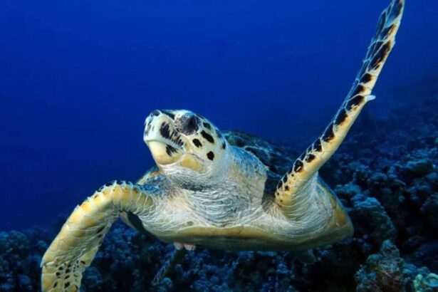 A green sea turtle swimming over a coral reef