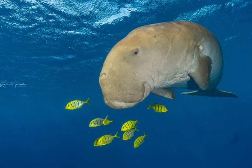 A dugong swimming alongside a small school of yellow fish