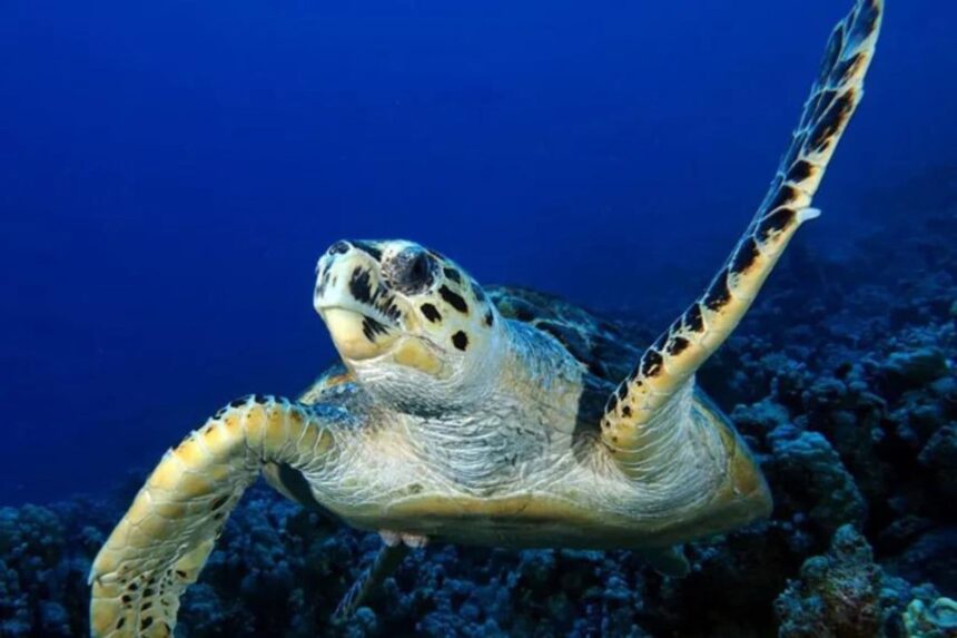 A green sea turtle swimming close to the reef