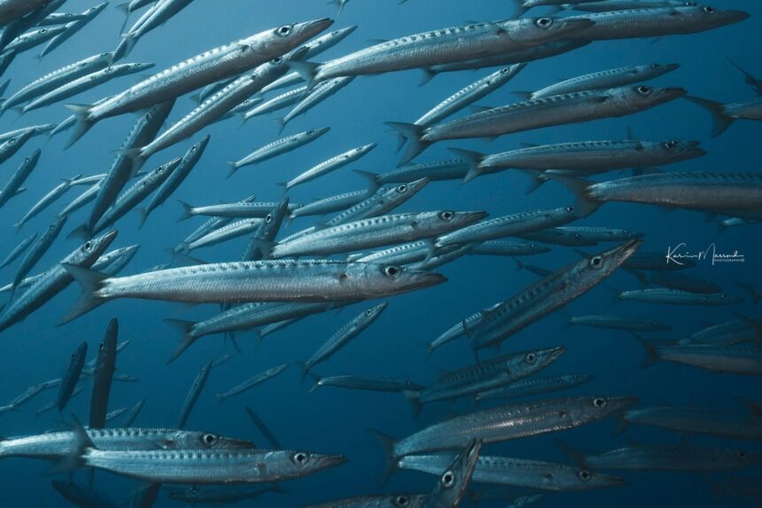 school of blackfin barracuda swimming in tight formation underwater