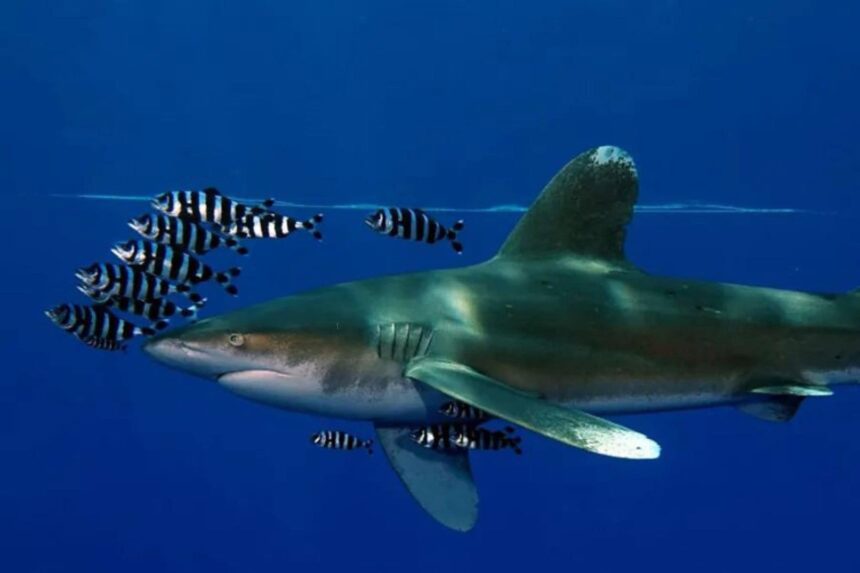 oceanic whitetip shark trailed by striped pilot fish