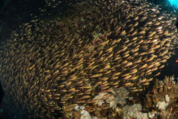 dense school of glassfish swarming over a coral reef