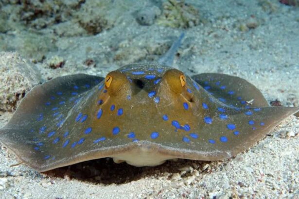 blue-spotted stingray partly buried in the sand