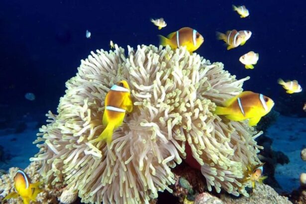 clownfish sheltering in an anemone on the reef