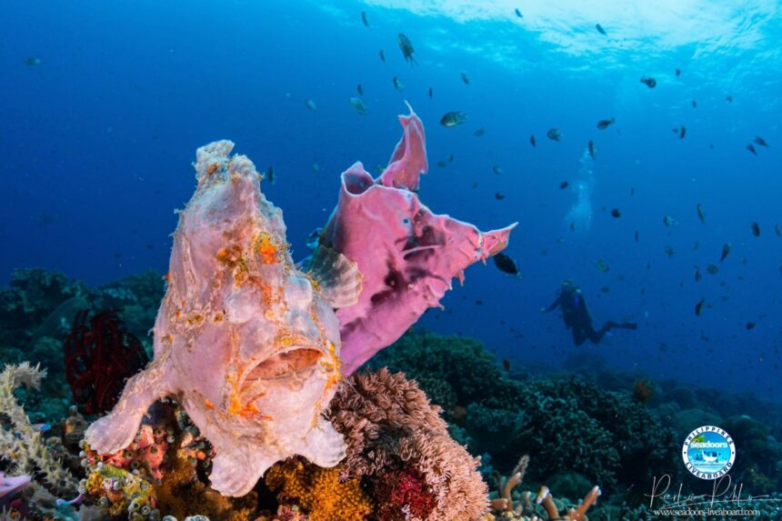 pair of frogfish perched on coral with a diver in the background
