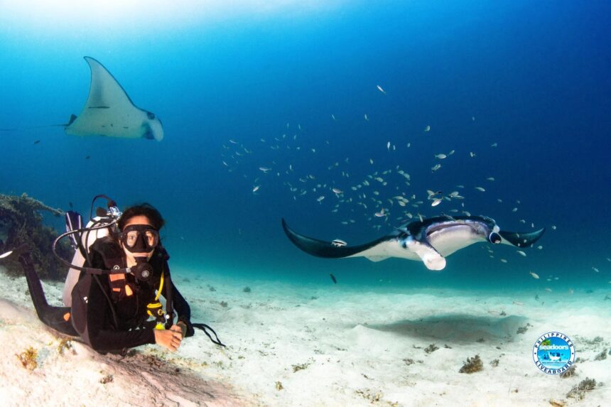 diver alongside a manta ray with a second manta above